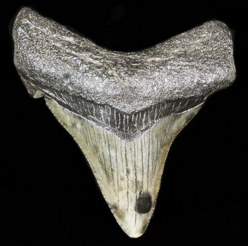 Bargain Angustidens Tooth - Megalodon Ancestor #45819
